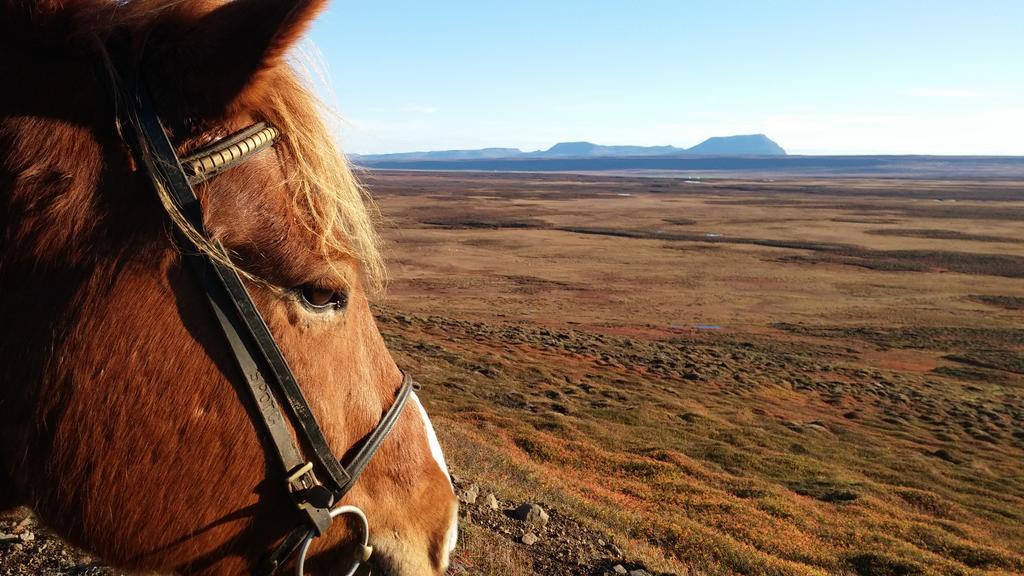 Grasteinn Guesthouse Þórshöfn 외부 사진