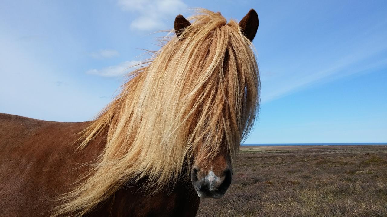 Grasteinn Guesthouse Þórshöfn 외부 사진